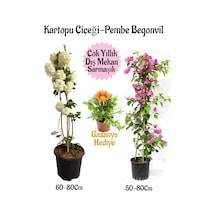 Kartopu Çiçeği 1 Adet +pembe Begonvil 1 Adet+ Sarı Gazanya Saksılı Bahçe Seti