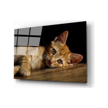 Miyrem Glasses Collection -a1^ Kedi 4 Cam Tablo