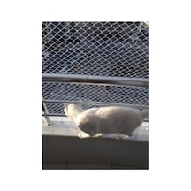 2,50 X 2 Metre Kedi Koruma Filesi, 1 Mm Kalınlık