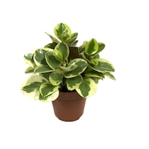 Peperomia Obtipan 'Bicolor' Ø12 CM Y20-25 CM