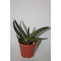 Gasteria Pillansii Sukulent Tekli 5,5 Cm Saksıda