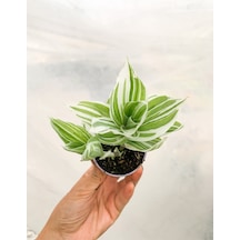 Videolu 1 Adet Beyaz Alacalı Telgraf Çiçeği/sukulent 5-15cm Çiçekli Bodur Tradescantia Albiflora