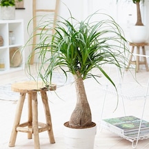 Nolina – Fil Ayağı 40-60 cm