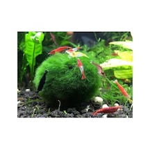 Hayatist 1 Adet Moss Ball Özelikle Karideslerinizi Bu Yosun Topunu Çok Sevecek 3-4 Cm