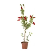Fırça Çalısı Çiçeği Fidanı 20-40 Cm