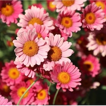 10-15 Adet Pembe Papatya Çiçek Tohumu