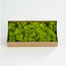 Trend Bahçe Reindeer Moss Lime Green Şoklanmış Norveç Yosunu 500 G