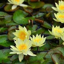 5 Adet Tohum Organik Taze Sarı Lotus Çiçeği Tohumu Nilüfer Su Çiç