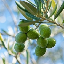 Zeytin Fidanı Hakiki Gemlik 60 Cm