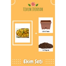 Sarı Ampul Cherry Domates Tohumu Ekim Seti