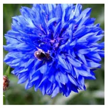 10 Adet Tohum Nadir Bulunan Mavi Kantoron Otu Çiçeği Tohumu Mavi Kantaron Çiçeği Sürpriz Hediyeli