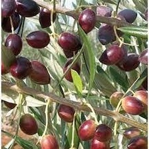 Tüplü Ayvalık Zeytin Fidanı 2 Adet