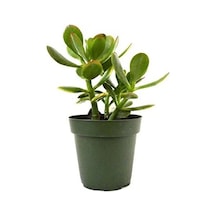 Para Çiçeği 5.5 Cm Saksıda Crassula Ovata