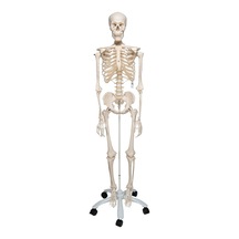 İnsan İskeleti Modeli 180 CM