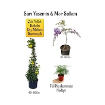 Sarı Yasemin Çiçeği+mor Salkım Ağacı Fidanı+ Tül Kuşkonmaz Peyzaj Seti