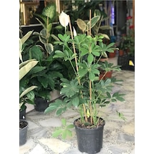 Videolu Yeşil Şeflera Bitkisi 50 80 Cm 1 Adet Saksılı Ofis Ev Bitkisi Schefflera