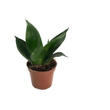 Sansevieria Jade Paşa Kılıcı Ø5,5 Cm H10-15 Cm