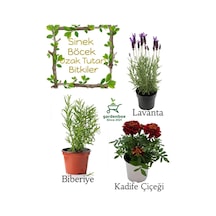 Sinek Böcek Kovucu Bitki Seti Lavanta+biberiye+çıtır Kadife Çiçeği 10-20cm Boylarında