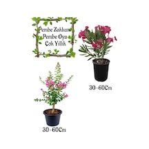 Pembe Zakkum Çiçeği 1 Adet+ Pembe Oya Ağacı 1 Adet Saksılı Bahçe Seti