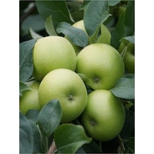 7 Adet Aşılı Yeşil Elma Granny Smith Fidanı 3 Yaş