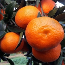 Tüplü Aşılı Verimli Kokulu Fremont Mandalina Fidanı