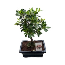 Bonsai - Azalea Ø12 Cm H25-30 Cm