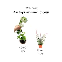 Kartopu+ Gaura Çiçeği 2'li Set Dış Mekan Bitkisi