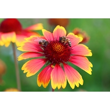 GAYRET ÇİÇEĞİ - Gaillardia Grandiflora 20'li Set