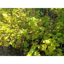 Yeşil Deniz Fidancılık Tüplü Kara Üzüm Fidanı 40-50 Cm