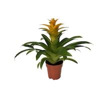 Guzmania Lingulata 'Yellow' (Guzmanya) Ø12 CM Y45-50 CM