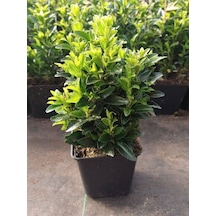 Euonymus Japonicus Yeşi Taflan Bitkisi 1 Aadet Saksılı 30-40cm Çit Bitkisi