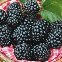 Tüplü Aromalı Bol Verimli Arapaho Böğürtlen Fidanı