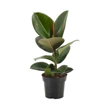 Videolu Kauçuk Bitkisi Tek Dal 1 Adet Saksılı 40-60cm Iç Mekan Salon Bitkisi Ficus Elastica
