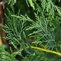 Videolu Özel Tür 1 Adet Leylandi Fidanı 30-60 Cm Saksılı\tüplü Leyland Sapling