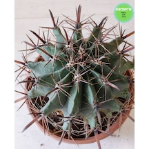 Ferocactus Peninsulae 1 Adet