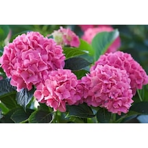 2 Yaş 3-4 Gövdeli Pembe Ortanca Çiçeği-40-60 Cm