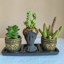 Kaktüs & Sedum 3'lü Sukulent Seti | Helen Siyah & Gold Seri