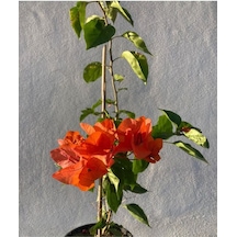 Turuncu Sarmaşık Begonvil 40 70 Cm 1 Adet Saksılı Çiçekli Bitki Bougainvillea
