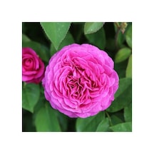 4 Adet Sarmaşık Gül Fidanı Isparta Gülü Rosa Rampicanti 10-20 Cm