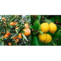 Tüplü Aşılı Bodur Yediveren Limon+Okitsu Mandalina