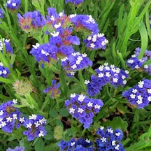 Limonium Sinuatum Deep Mavi Deniz Lavantası Tohumu 30 Tohum N111354