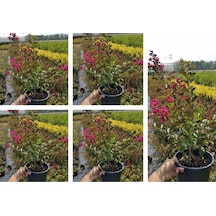Videolu Pembe Oya Ağacı Çiçeği Fidanı 10 Adet Ayrı Saksılı Lagerstroemia İndica