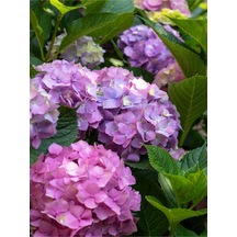Mor 1 Adet Ortanca Fidanı Büyük Boy 80-110cm Saksılı Azalea Seedling