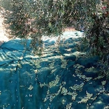 Titanium Zeytin Toplama Filesi 75'lik 6 8 Metre Gölgelik File - Yeşil - Sergenlik - Zeytin Sergisi - Zeytin Yaygısı