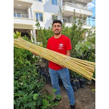 Bambu Fidan Bitki Destek Çubuğu 20 Adet 2 Metre Boy