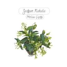 Saksıda Melisa Çiçeği 30-40cm Gece Sefası Çiçeği