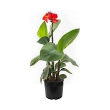 Canna Kana Zambağı Tespih Çiçeği Fidanı 10-20 Cm
