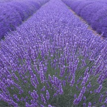20 Adet Lavanta Angustifolia Fidanı Fidesi