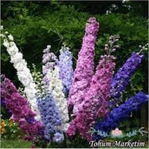 20 Adet Tohum Organik Hobi Bahçe Hazeran Çiçeği Tohumu Saksı Topraklı