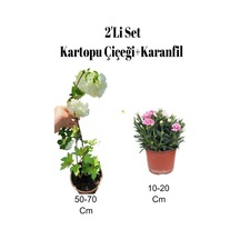 2'li Set Kartopu Fidanı+ Pembe Karanfil Çiçeği Dış Mekan Bitkisi